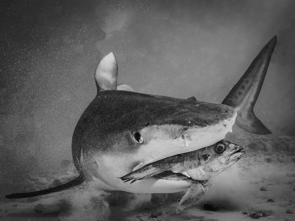 Underwater FineArt photography by Alexej Sachov – Be the Big Fish! (2022), presented at boot Düsseldorf 2026 (Maritime Art)