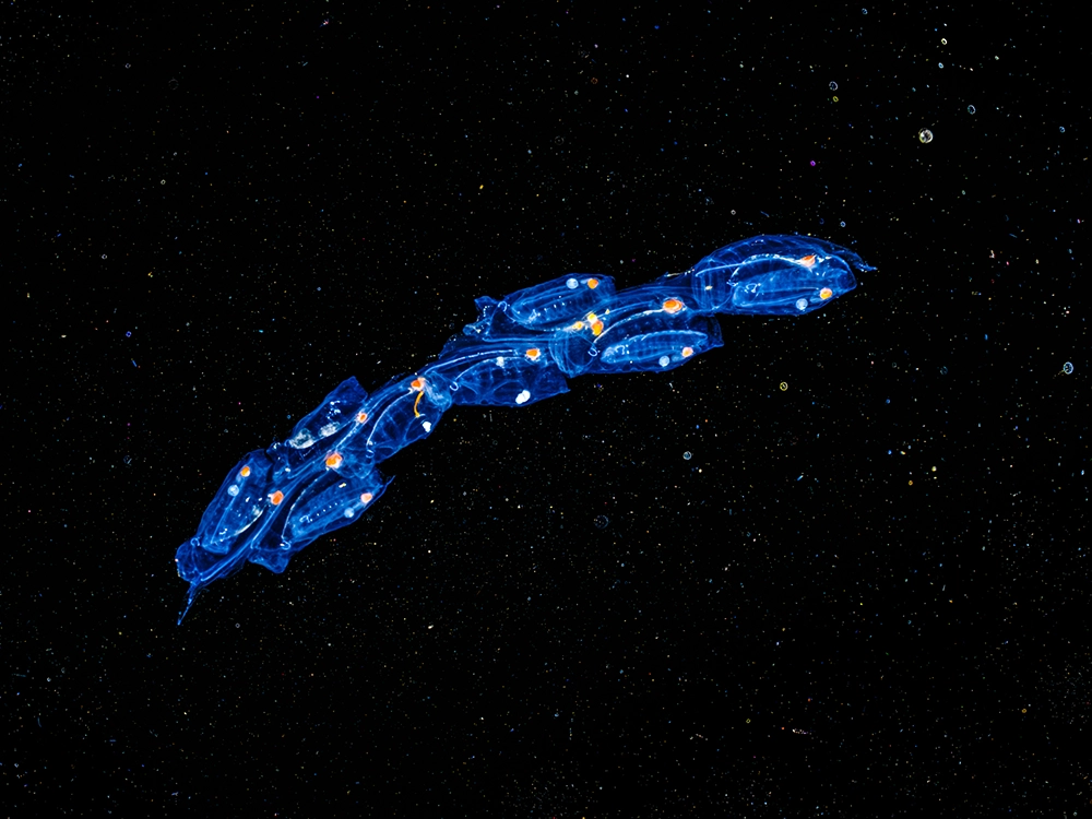 Underwater FineArt photography by Alexej Sachov – Starships: Colony (2022), presented at boot Düsseldorf 2026 (Maritime Art)