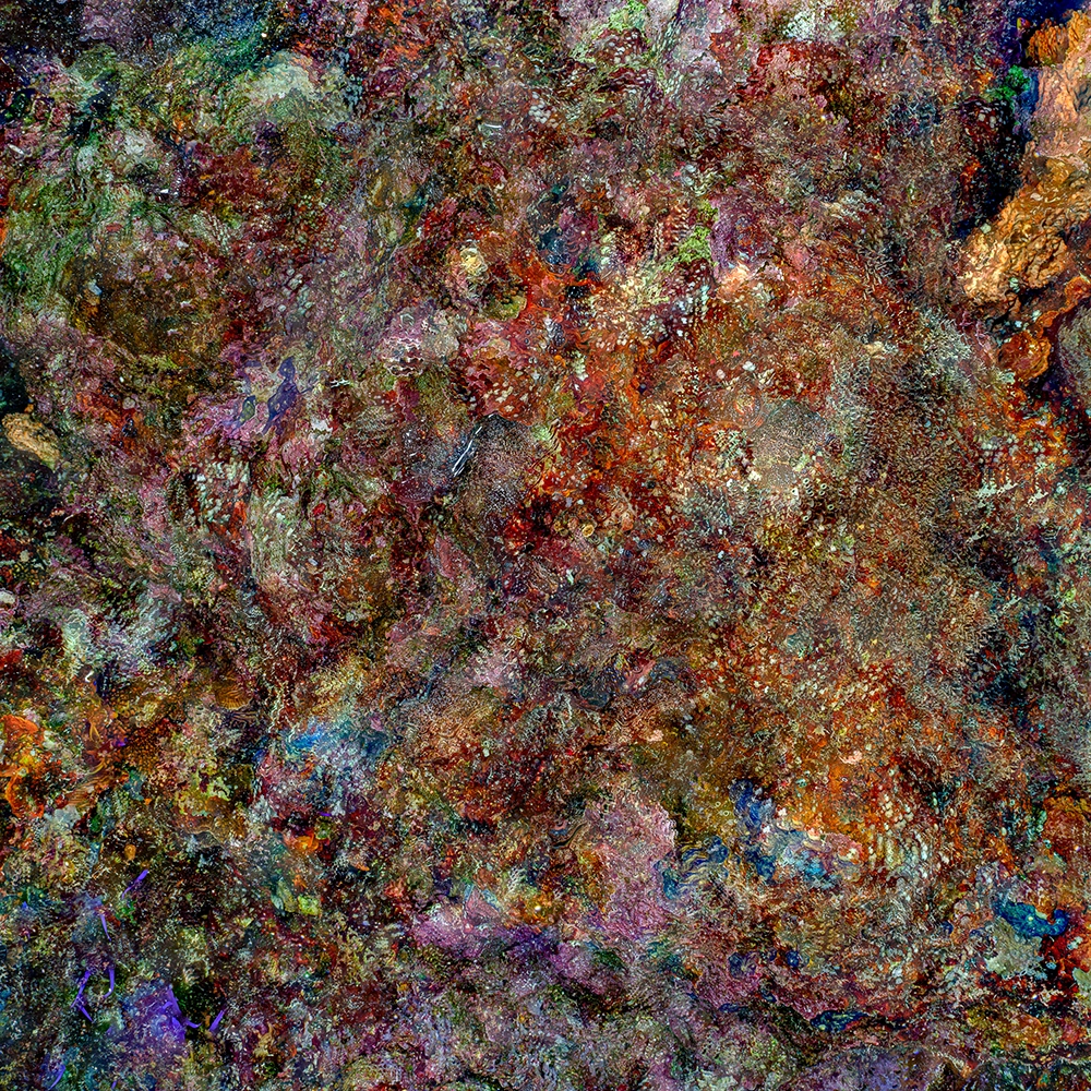 Underwater FineArt photography by Alexej Sachov – The Jewel of Nature #1 (2025), presented at boot Düsseldorf 2026 (Maritime Art)