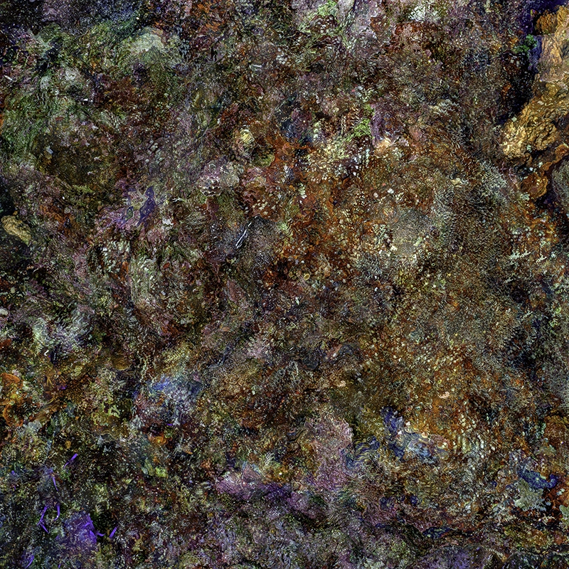 Contemporary Underwater Photograph — “The Jewel of Nature #1” (2025) by Alexej Sachov.