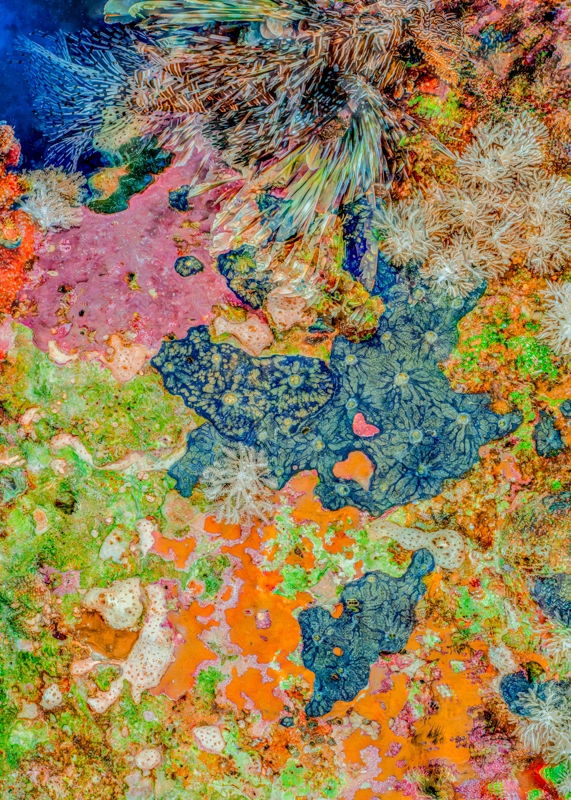 Alexej Sachov, The Jewel of Nature #7, 2025, coral photograph