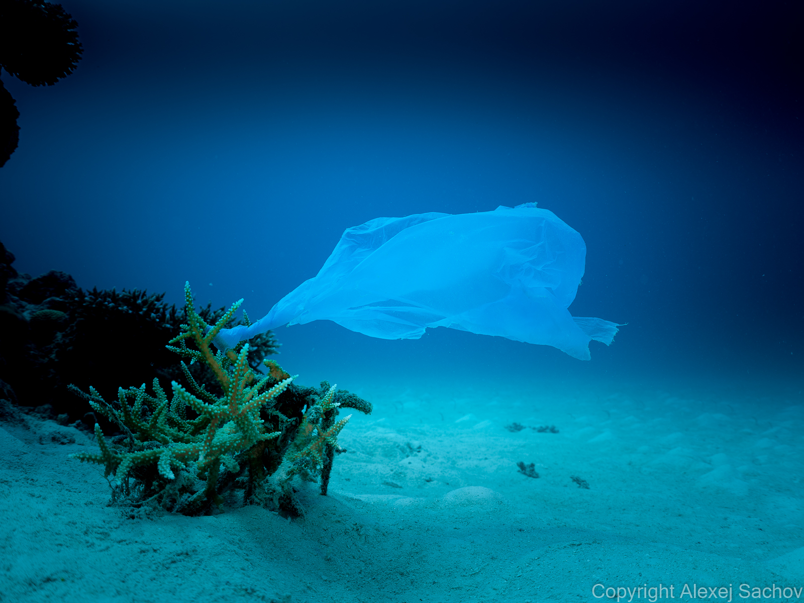 Our plastic bags of different colors help the underwater species in navigation: the bags show direction and strengths of the current for a long period of time