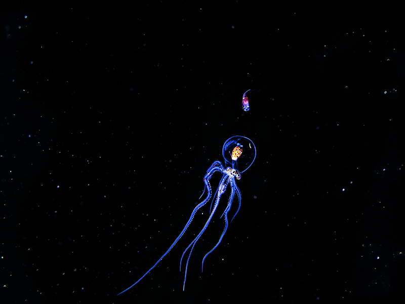 Underwater photograph from the series «Aliens Underwater» by Alexej Sachov.