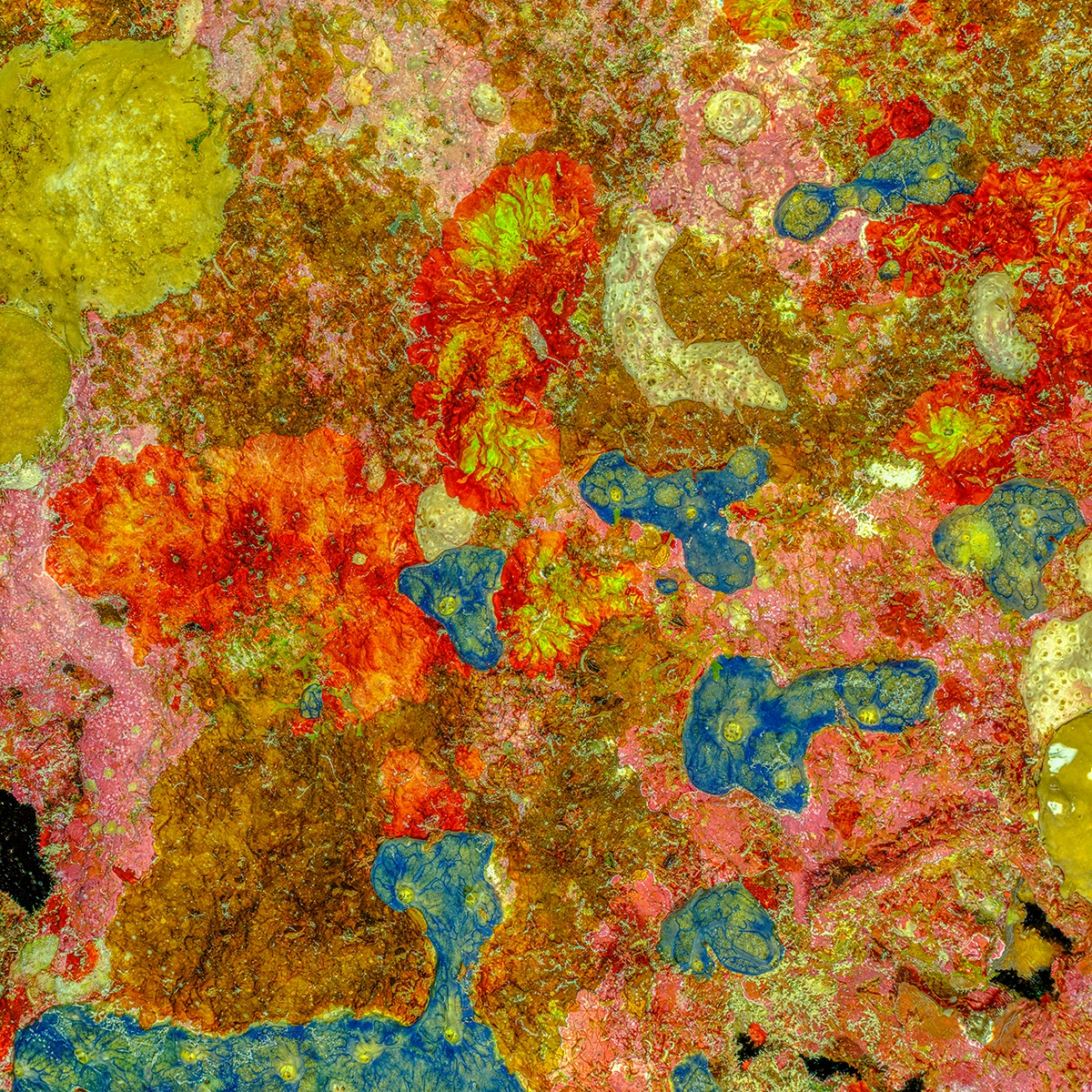 Alexej Sachov, The Prehistoric Art of Nature #1 (2025), macro photograph of coral reef surface.