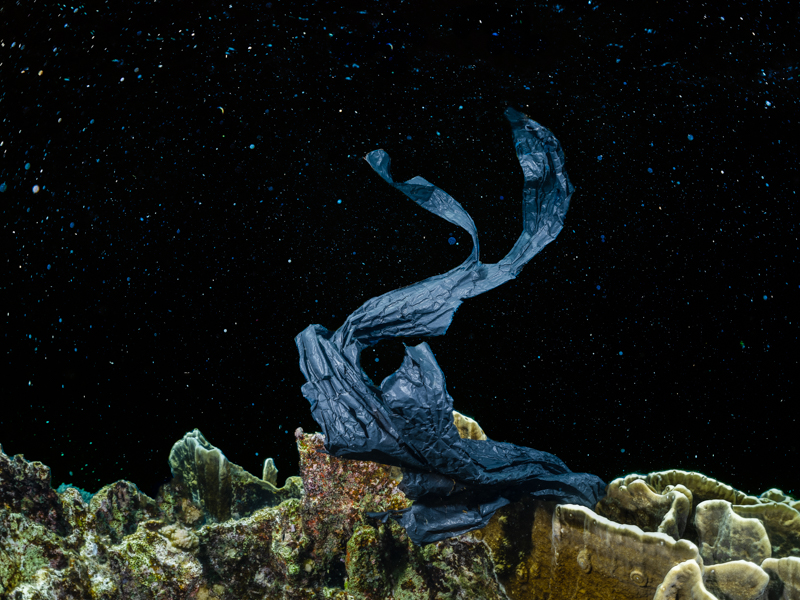 New Cosmos - Underwater Ecology Art Photography by Alexej Sachov