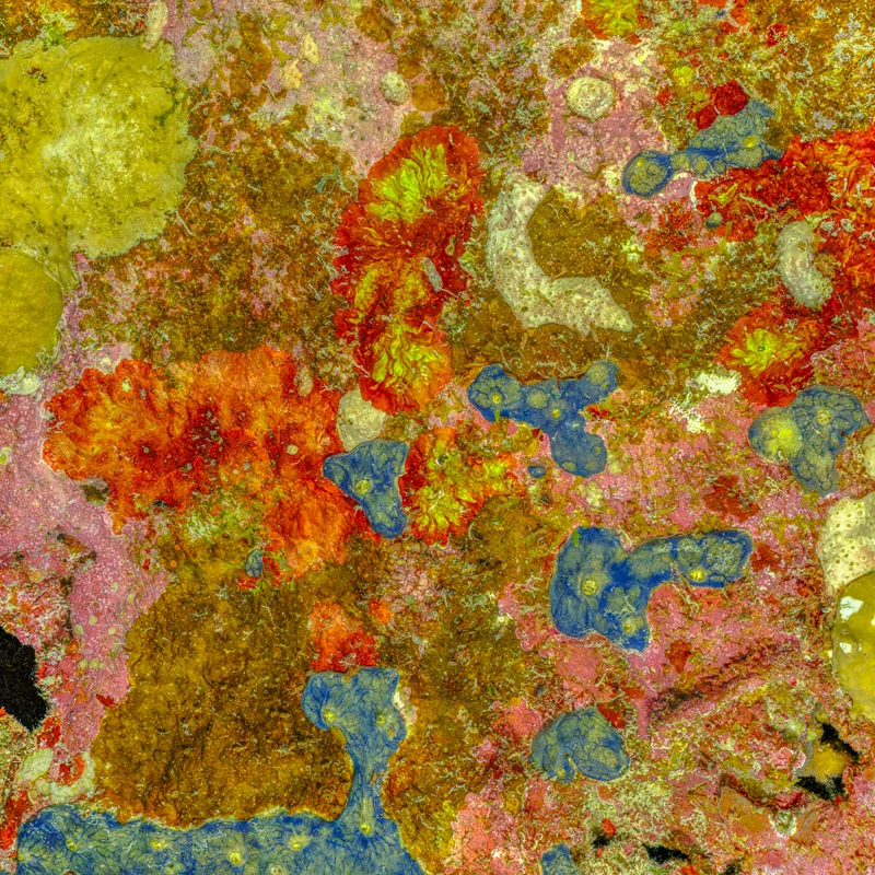 The Prehistoric Art of Nature #1 (2025) by Alexej Sachov. Coral reef macro photograph from The Jewel of Nature. Survival Rituals, Basel Art Center, Basel Art Week 2026.